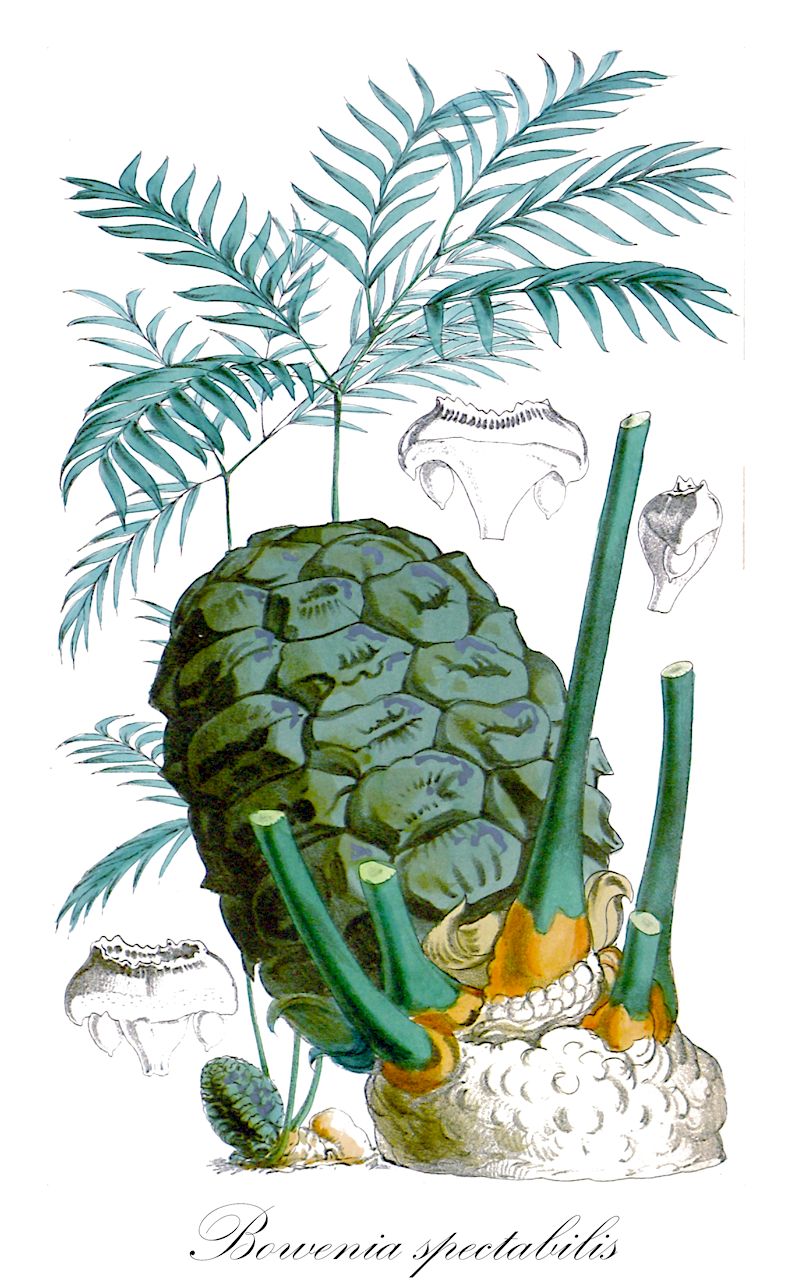 Bowenia spectabilis - Zamiaceae,Plantae,Pteridobiotina,Cycadophyta,Cycadopsida,Cycadidae,Cycadales,Zamiaceae,Bowenia,Bowenia spectabilis,Bowenia spectabilis var. spectabilis