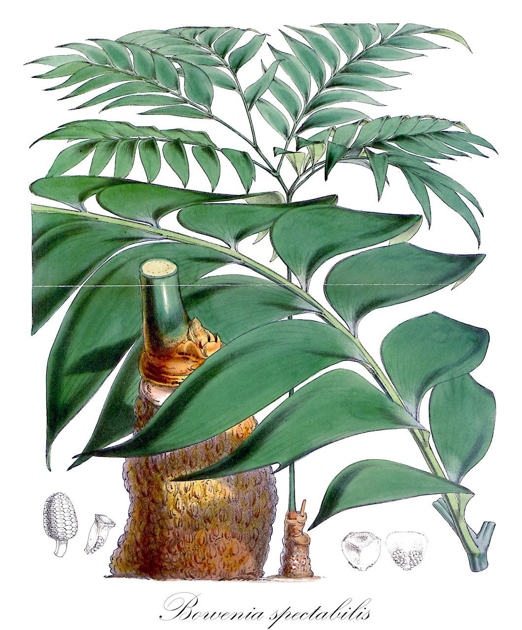 Bowenia spectabilis - Zamiaceae,Plantae,Pteridobiotina,Cycadophyta,Cycadopsida,Cycadidae,Cycadales,Zamiaceae,Bowenia,Bowenia spectabilis,Bowenia spectabilis var. spectabilis