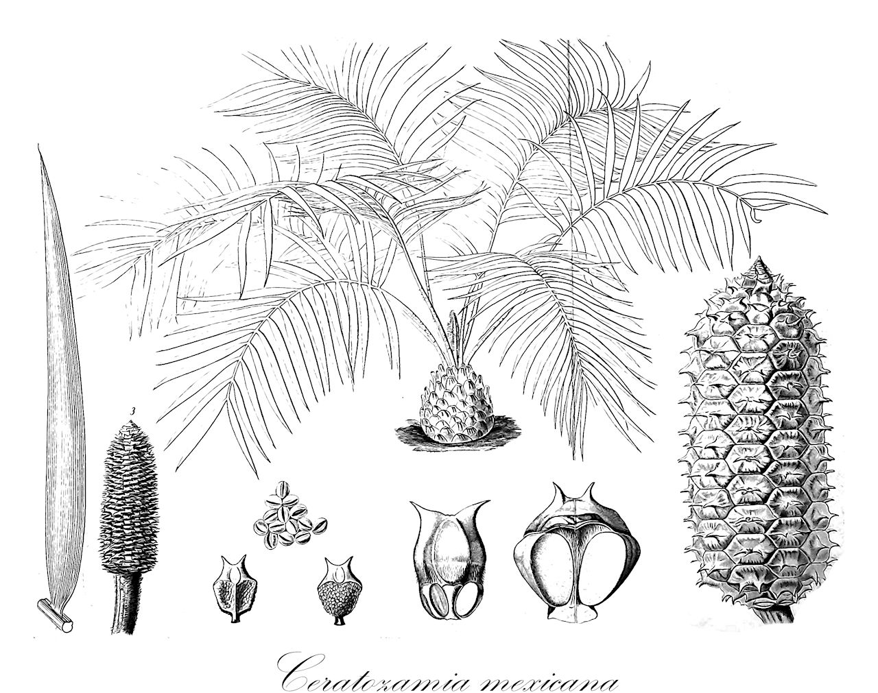 Ceratozamia mexicana - Zamiaceae,Plantae,Pteridobiotina,Cycadophyta,Cycadopsida,Cycadidae,Cycadales,Zamiaceae,Ceratozamia,Ceratozamia mexicana,Ceratozamia brevifolia, Ceratozamia fuscoviridis, Ceratozamia intermedia, Ceratozamia longifolia, Ceratozamia mexicana var. mexicana, Ceratozamia mexicana var. vulgaris, Ceratozamia purpurea, Dipsacozamia mexicana, Macrozamia breviformis, Zamia atropurpurea, Zamia macrophylla, Zamia mexicana