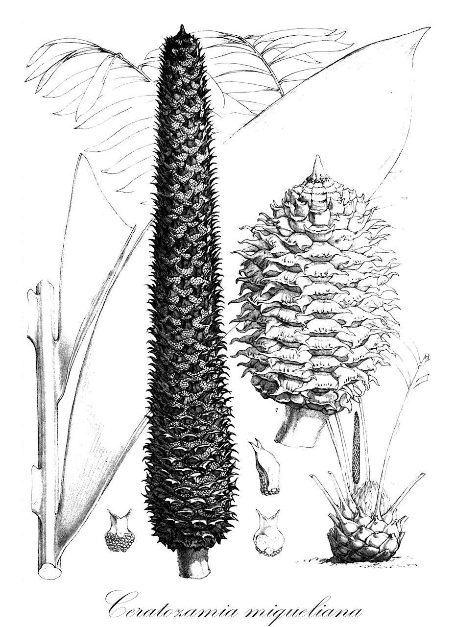 Ceratozamia miqueliana - Zamiaceae,Plantae,Pteridobiotina,Cycadophyta,Cycadopsida,Cycadidae,Cycadales,Zamiaceae,Ceratozamia,Ceratozamia miqueliana,Ceratozamia ghiesbrechti, Ceratozamia ghiesbrechtii, Ceratozamia mexicana var. miqueliana