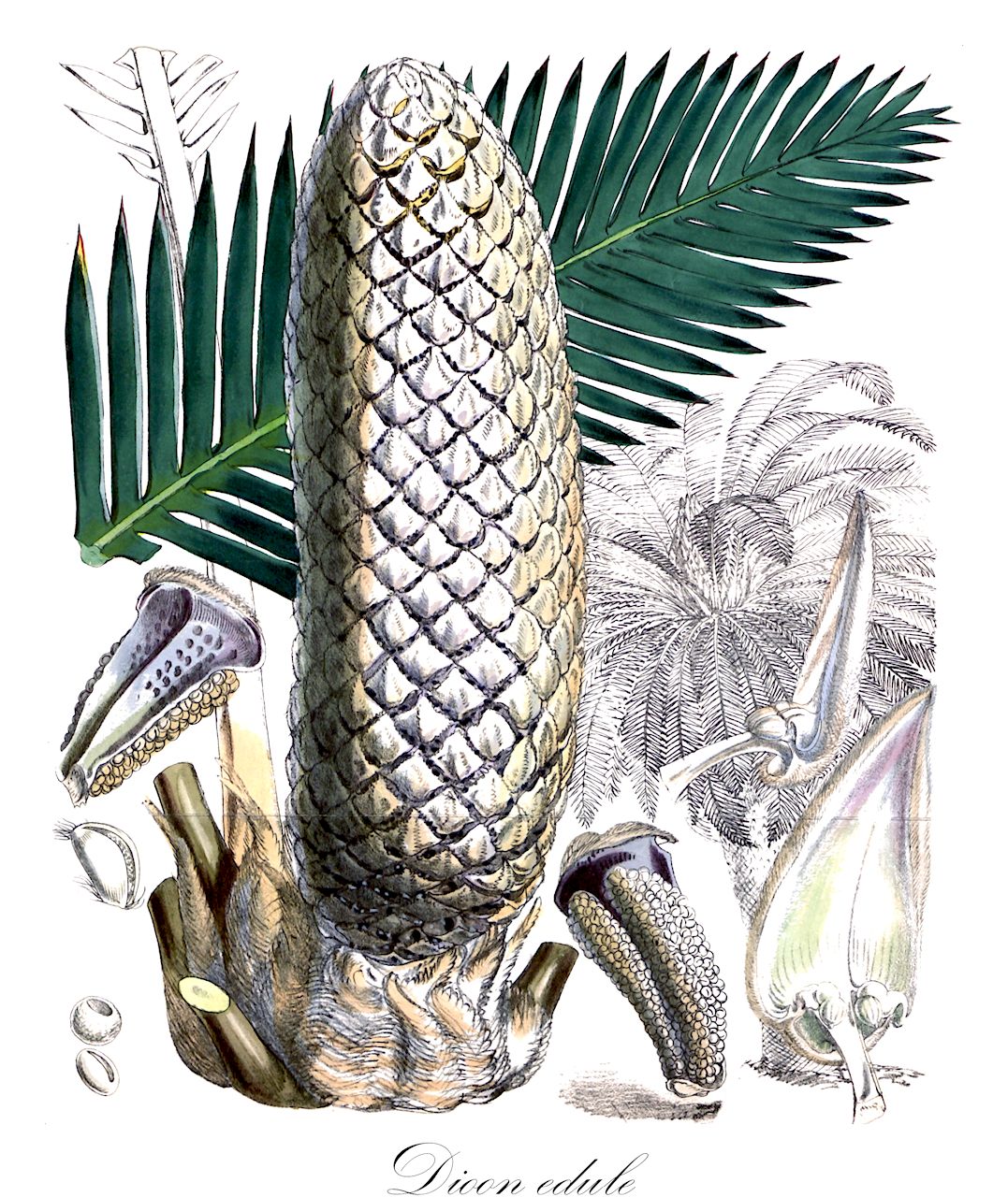 Dioon edule - Zamiaceae,Plantae,Pteridobiotina,Cycadophyta,Cycadopsida,Cycadidae,Cycadales,Zamiaceae,Dioon,Dioon edule,Dioon edule f. edule, Dioon edule f. imbricatum, Dioon edule f. lanuginosum, Dioon edule subsp. edule, Dioon edule var. edule, Dioon edule var. imbricatum, Dioon edule var. lanuginosum, Dioon imbricatum, Dioon strobilaceum, Dioon strobilaceum, Macrozamia littoralis, Macrozamia pectinata, Platyzamia rigida, Zamia maeleni, Zamia maelenii, Zamia rigida,Jungfrauenpalme