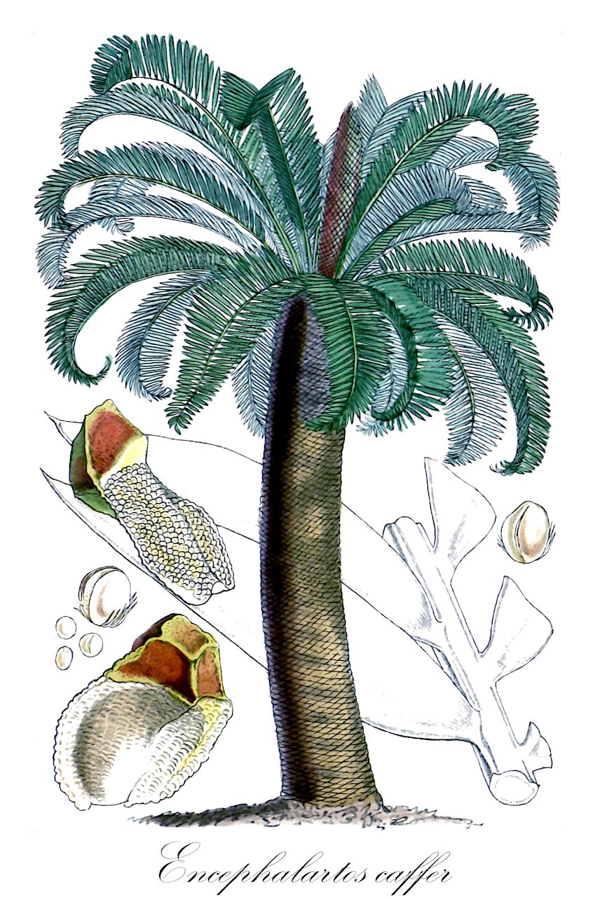Encephalartos caffer - Zamiaceae,Plantae,Pteridobiotina,Cycadophyta,Cycadopsida,Cycadidae,Cycadales,Zamiaceae,Encephalartos,Encephalartos caffer,Cycas caffra, Cycas villosa, Encephalartos brachyphyllus, Encephalartos caffer var. brachyphyllus, Encephalartos caffer var. brachyphyllus, Encephalartos caffer var. caffer, Encephalartos caffer var. integrifolius, Encephalartos caffer var. unidentatus, Encephalartos verschaffeltii, Zamia caffra, Zamia cycadis, Zamia elliptica, Zamia villosa