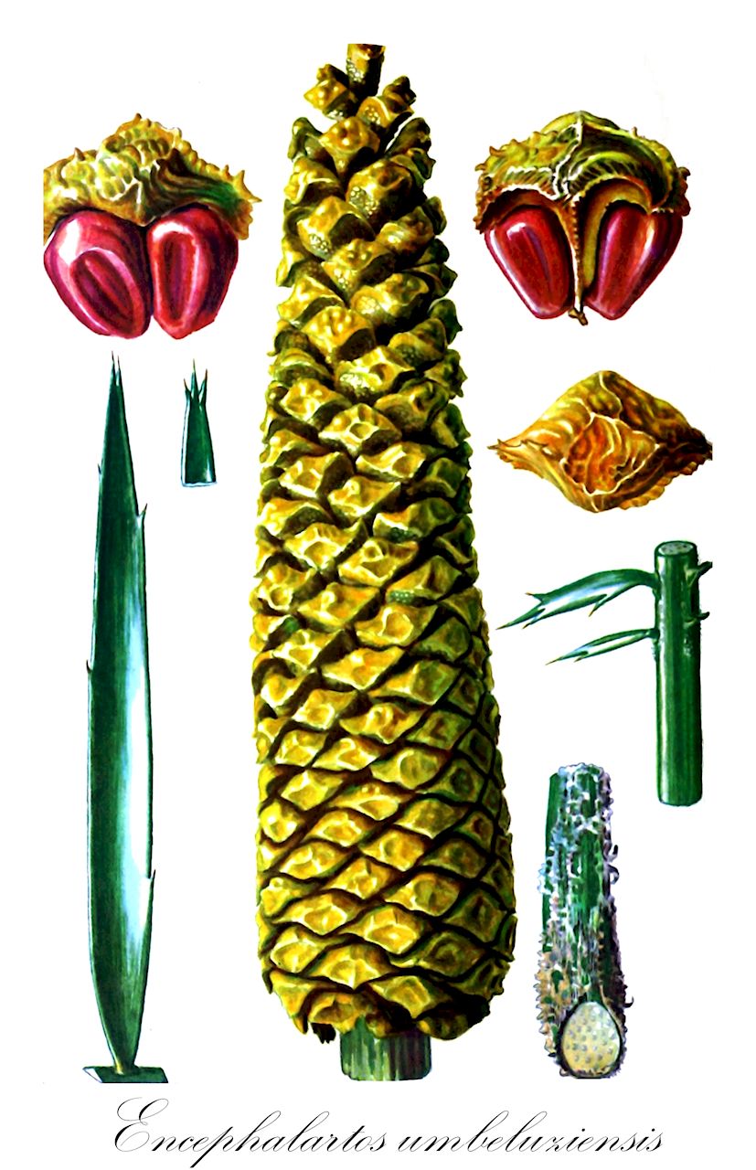 Encephalartos umbeluziensis - Zamiaceae,Plantae,Pteridobiotina,Cycadophyta,Cycadopsida,Cycadidae,Cycadales,Zamiaceae,Encephalartos,Encephalartos umbeluziensis,Encephalartos villosus var. umbeluziensis