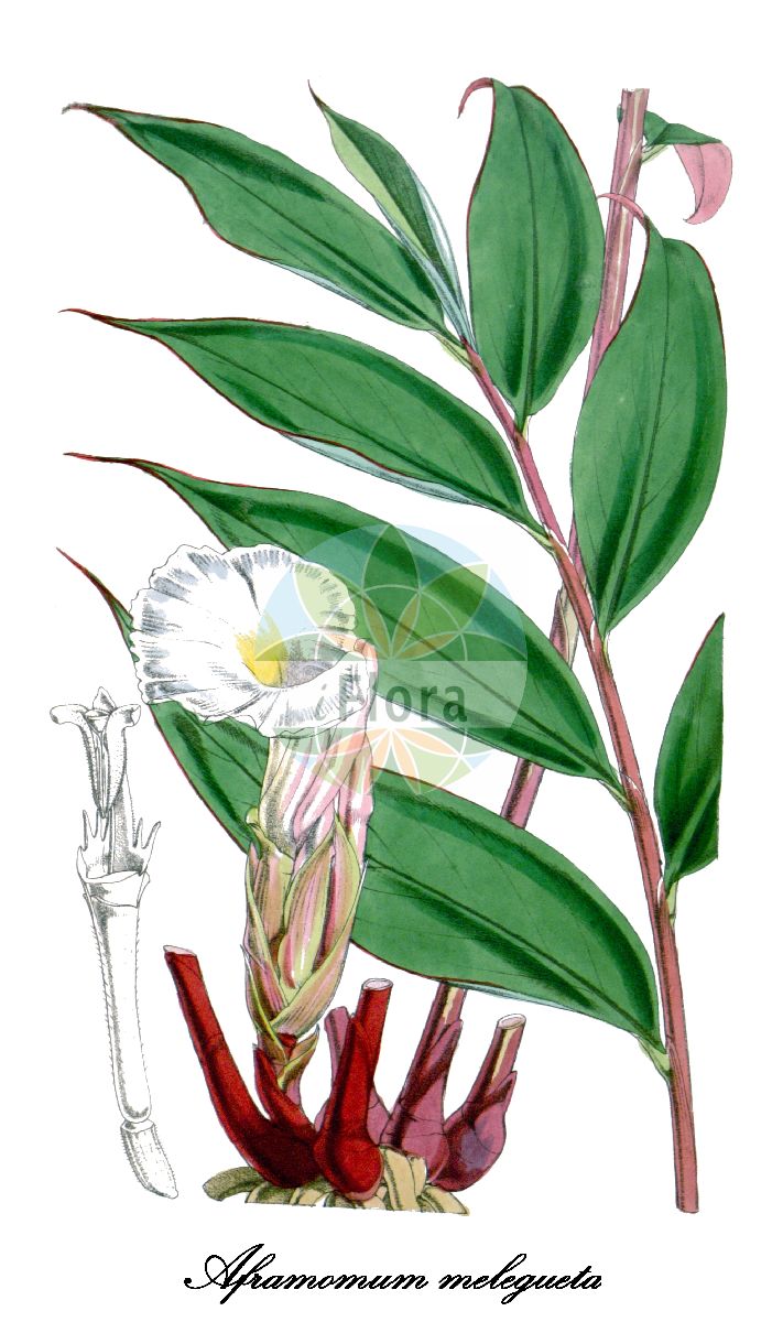Historische Abbildung von Aframomum melegueta. Das Bild zeigt Blatt, Bluete, Frucht und Same. ---- Historical Drawing of Aframomum melegueta. The image is showing leaf, flower, fruit and seed.(Aframomum melegueta,Aframomum,Zingiberaceae,Ingwergewächse,Ginger Family,Blatt,Bluete,Frucht,Same,leaf,flower,fruit,seed,Curtis Botanical Magazine (1851))