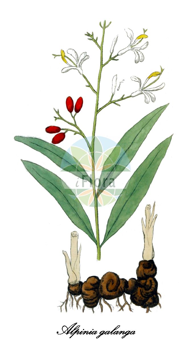 Historische Abbildung von Alpinia galanga. Das Bild zeigt Blatt, Bluete, Frucht und Same. ---- Historical Drawing of Alpinia galanga. The image is showing leaf, flower, fruit and seed.(Alpinia galanga,Alpinia,Ginger-lily,Zingiberaceae,Ingwergewächse,Ginger Family,Blatt,Bluete,Frucht,Same,leaf,flower,fruit,seed,Oskamp et al. (1796-1800))