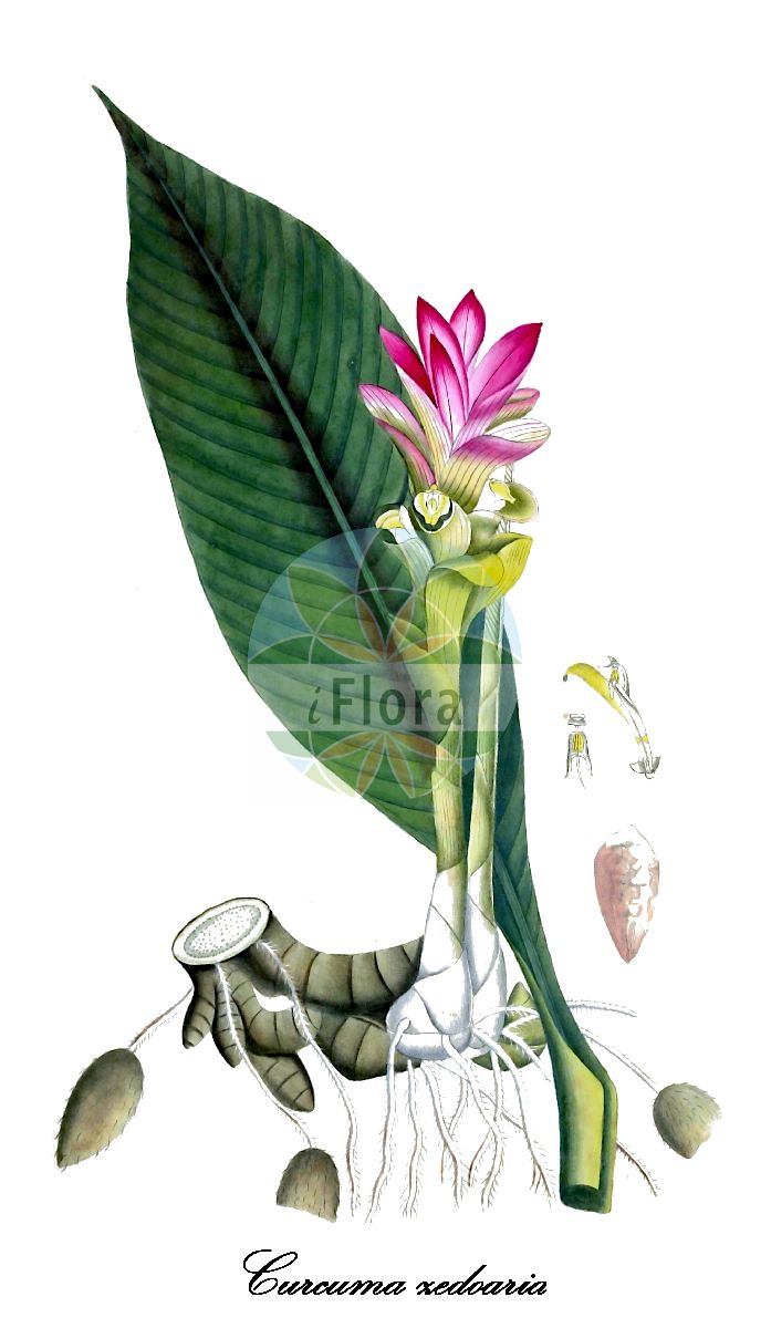 Historische Abbildung von Curcuma zedoaria (Zitwer - Zedoary). Das Bild zeigt Blatt, Bluete, Frucht und Same. ---- Historical Drawing of Curcuma zedoaria (Zitwer - Zedoary). The image is showing leaf, flower, fruit and seed.(Curcuma zedoaria,Zitwer,Zedoary,Zitwerwurzel,Curcuma,Hidden-lily,Zingiberaceae,Ingwergewächse,Ginger Family,Blatt,Bluete,Frucht,Same,leaf,flower,fruit,seed,Nees von Esenbeck & Wijhe (1828-1833))