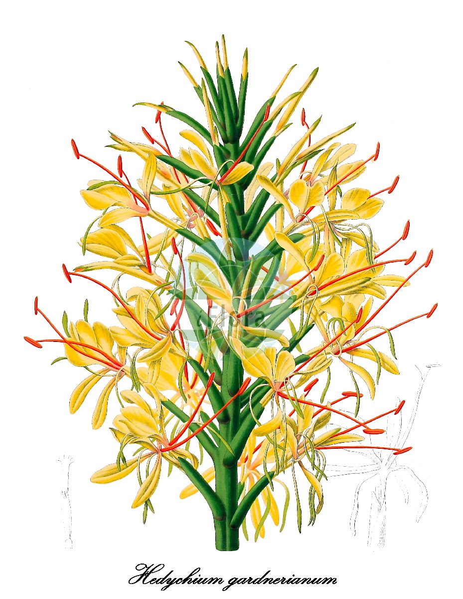 Zingiberaceae