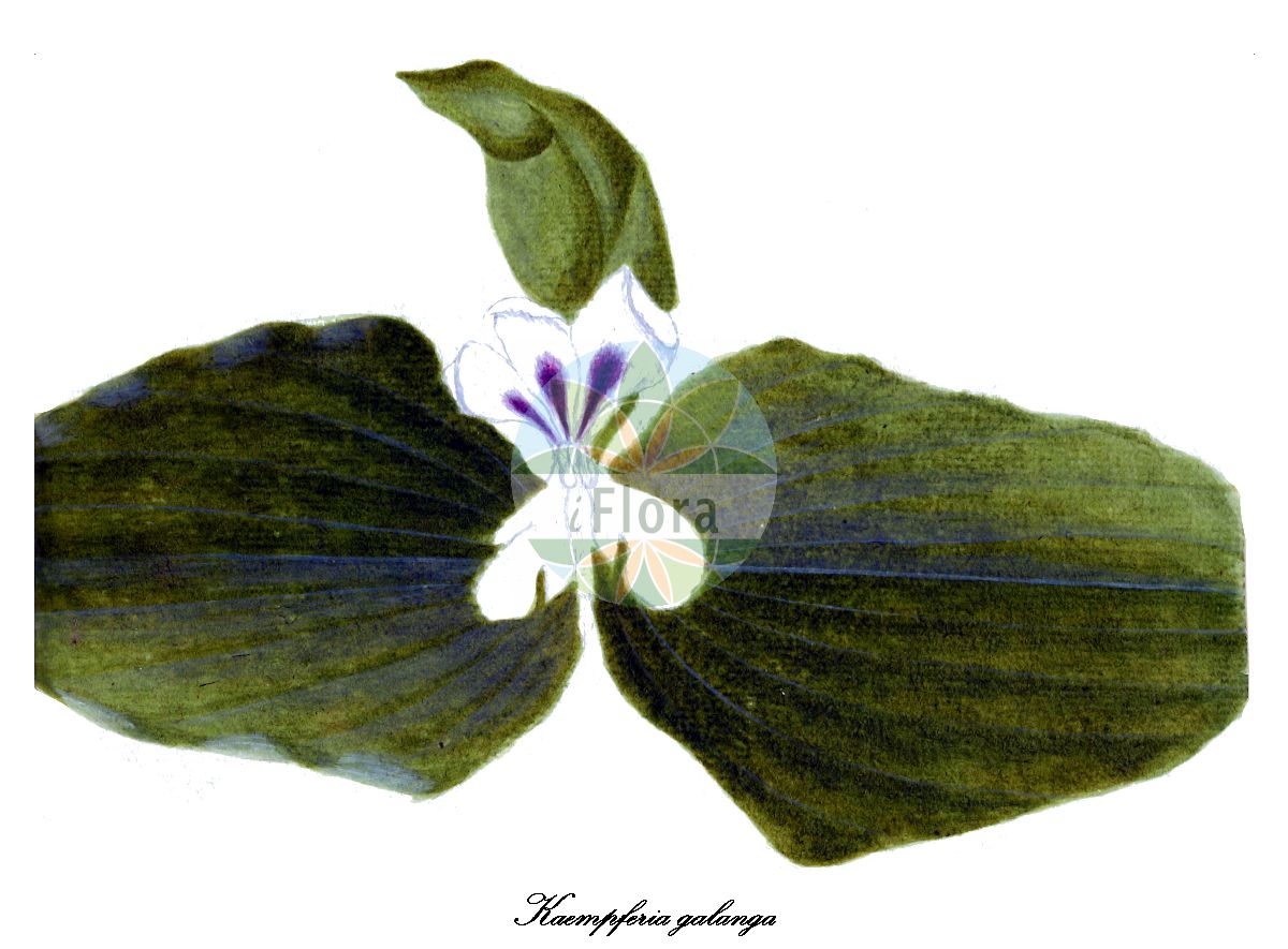 Historische Abbildung von Kaempferia galanga. Das Bild zeigt Blatt, Bluete, Frucht und Same. ---- Historical Drawing of Kaempferia galanga. The image is showing leaf, flower, fruit and seed.(Kaempferia galanga,Kaempferia,Gewürzlilie,Zingiberaceae,Ingwergewächse,Ginger Family,Blatt,Bluete,Frucht,Same,leaf,flower,fruit,seed,Wendland (1789))