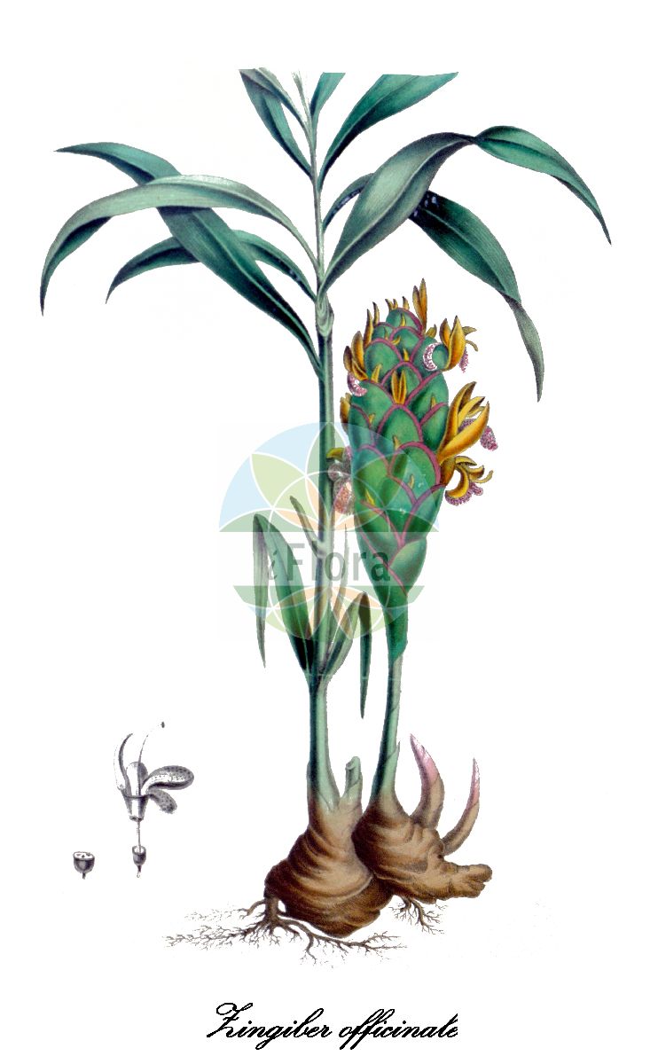 Historische Abbildung von Zingiber officinale (Ingwer). Das Bild zeigt Blatt, Bluete, Frucht und Same. ---- Historical Drawing of Zingiber officinale (Ingwer). The image is showing leaf, flower, fruit and seed.(Zingiber officinale,Ingwer,Zingiber,Ginger,Zingiberaceae,Ingwergewächse,Ginger Family,Blatt,Bluete,Frucht,Same,leaf,flower,fruit,seed,Carson et al. (1847))