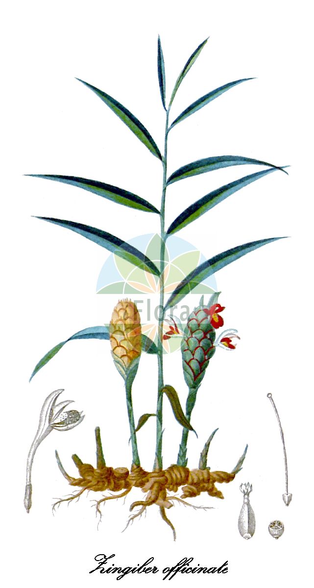 Historische Abbildung von Zingiber officinale (Ingwer). Das Bild zeigt Blatt, Bluete, Frucht und Same. ---- Historical Drawing of Zingiber officinale (Ingwer). The image is showing leaf, flower, fruit and seed.(Zingiber officinale,Ingwer,Zingiber,Ginger,Zingiberaceae,Ingwergewächse,Ginger Family,Blatt,Bluete,Frucht,Same,leaf,flower,fruit,seed,Chaumeton (1814ff))
