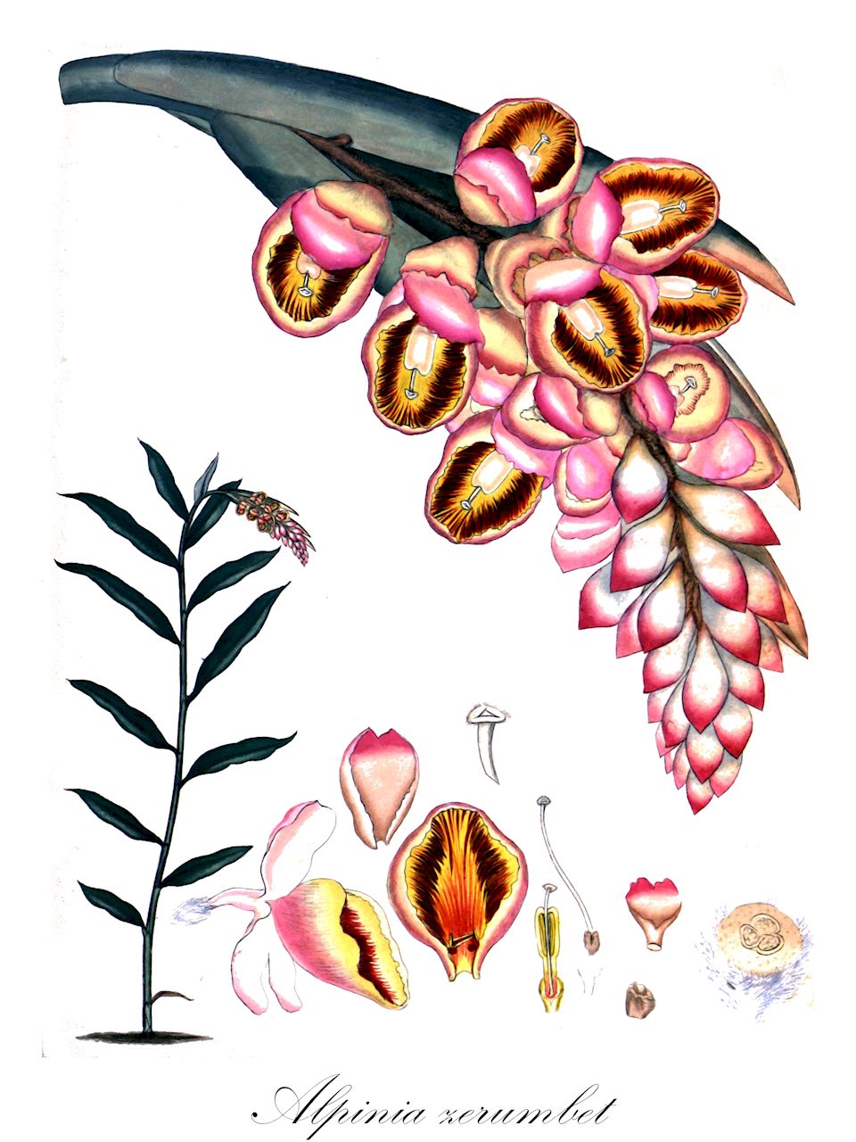 Alpinia zerumbet - Zingiberaceae,Plantae,Pteridobiotina,Angiosperms,Zingiberales,Zingiberaceae,Alpinioideae,Alpinieae,Alpinia,Alpinia zerumbet,Alpinia fimbriata, Alpinia fluvitialis, Alpinia nutans var. longiramosa, Alpinia schumanniana, Alpinia speciosa, Alpinia speciosa var. longiramosa, Amomum nutans, Catimbium nutans, Catimbium speciosum, Costus zerumbet, Languas schumanniana, Languas speciosa, Renealmia nutans, Renealmia spectabilis, Zerumbet speciosum