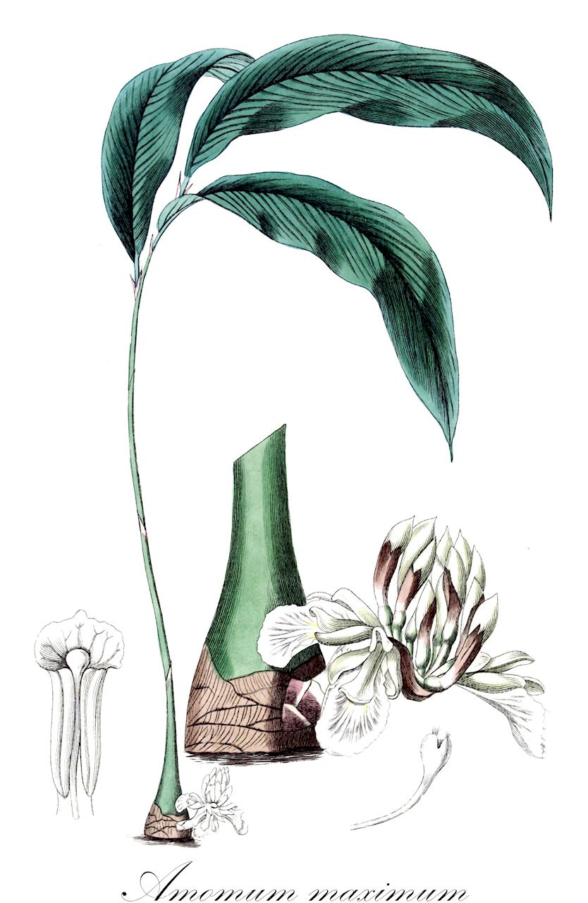 Amomum maximum - Zingiberaceae,Plantae,Pteridobiotina,Angiosperms,Zingiberales,Zingiberaceae,Alpinioideae,Alpinieae,Amomum,Amomum maximum,Cardamomum maximum