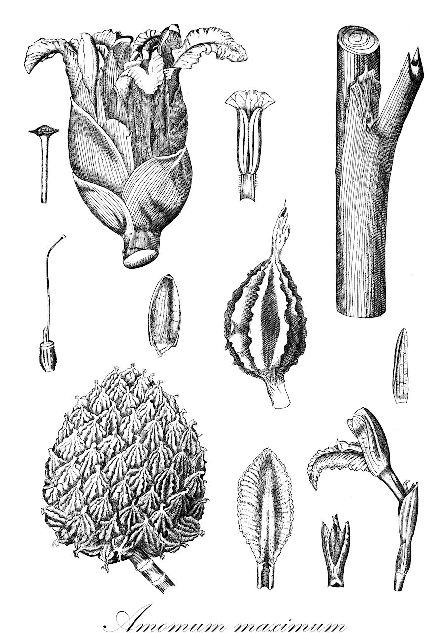 Amomum maximum - Zingiberaceae,Plantae,Pteridobiotina,Angiosperms,Zingiberales,Zingiberaceae,Alpinioideae,Alpinieae,Amomum,Amomum maximum,Cardamomum maximum