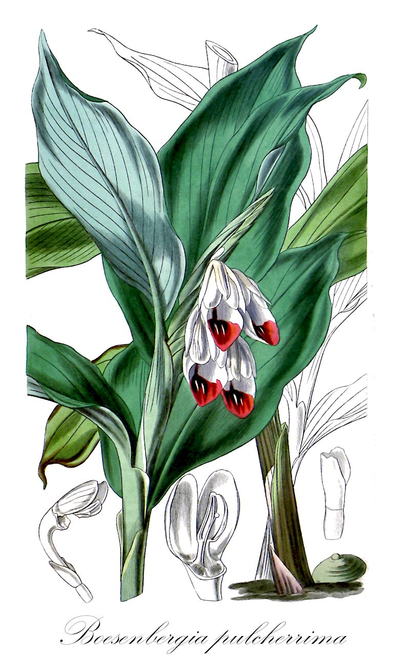 Boesenbergia pulcherrima - Zingiberaceae,Plantae,Pteridobiotina,Angiosperms,Zingiberales,Zingiberaceae,Zingiberoideae,Zingibereae,Boesenbergia,Boesenbergia pulcherrima,Gastrochilus pulcherrimus