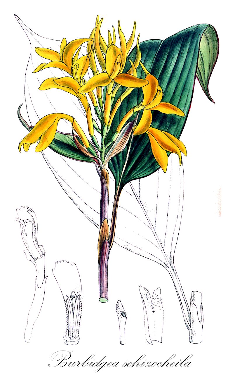 Burbidgea schizocheila - Zingiberaceae,Plantae,Pteridobiotina,Angiosperms,Zingiberales,Zingiberaceae,Alpinioideae,Riedelieae,Burbidgea,Burbidgea schizocheila,Burbidgea pubescens