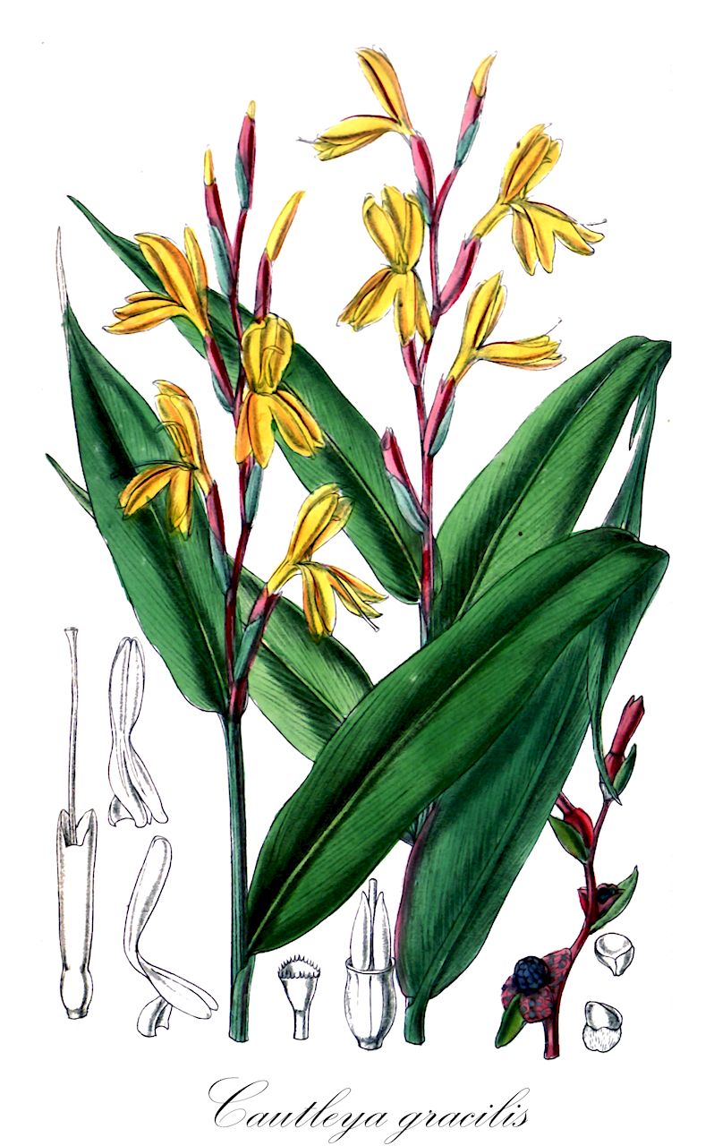 Cautleya gracilis - Zingiberaceae,Plantae,Pteridobiotina,Angiosperms,Zingiberales,Zingiberaceae,Zingiberoideae,Zingibereae,Cautleya,Cautleya gracilis,Cautleya gracilis var. gracilior, Cautleya lutea, Cautleya lutea var. gracilior, Roscoea elatior, Roscoea gracilis, Roscoea lutea