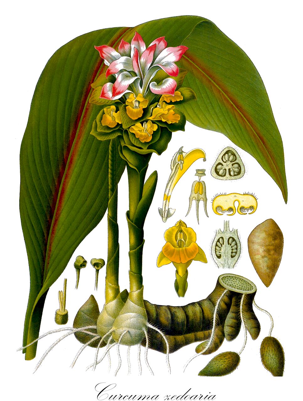 Curcuma zedoaria - Zingiberaceae,Plantae,Pteridobiotina,Angiosperms,Zingiberales,Zingiberaceae,Zingiberoideae,Zingibereae,Curcuma,Curcuma zedoaria,Amomum latifolium, Amomum zedoaria, Costus luteus, Costus nigricans, Curcuma malabarica, Curcuma pallida, Curcuma raktakanta, Curcuma speciosa, Roscoea lutea, Roscoea nigrociliata,Zitwer;Zitwerwurzel;zedoary