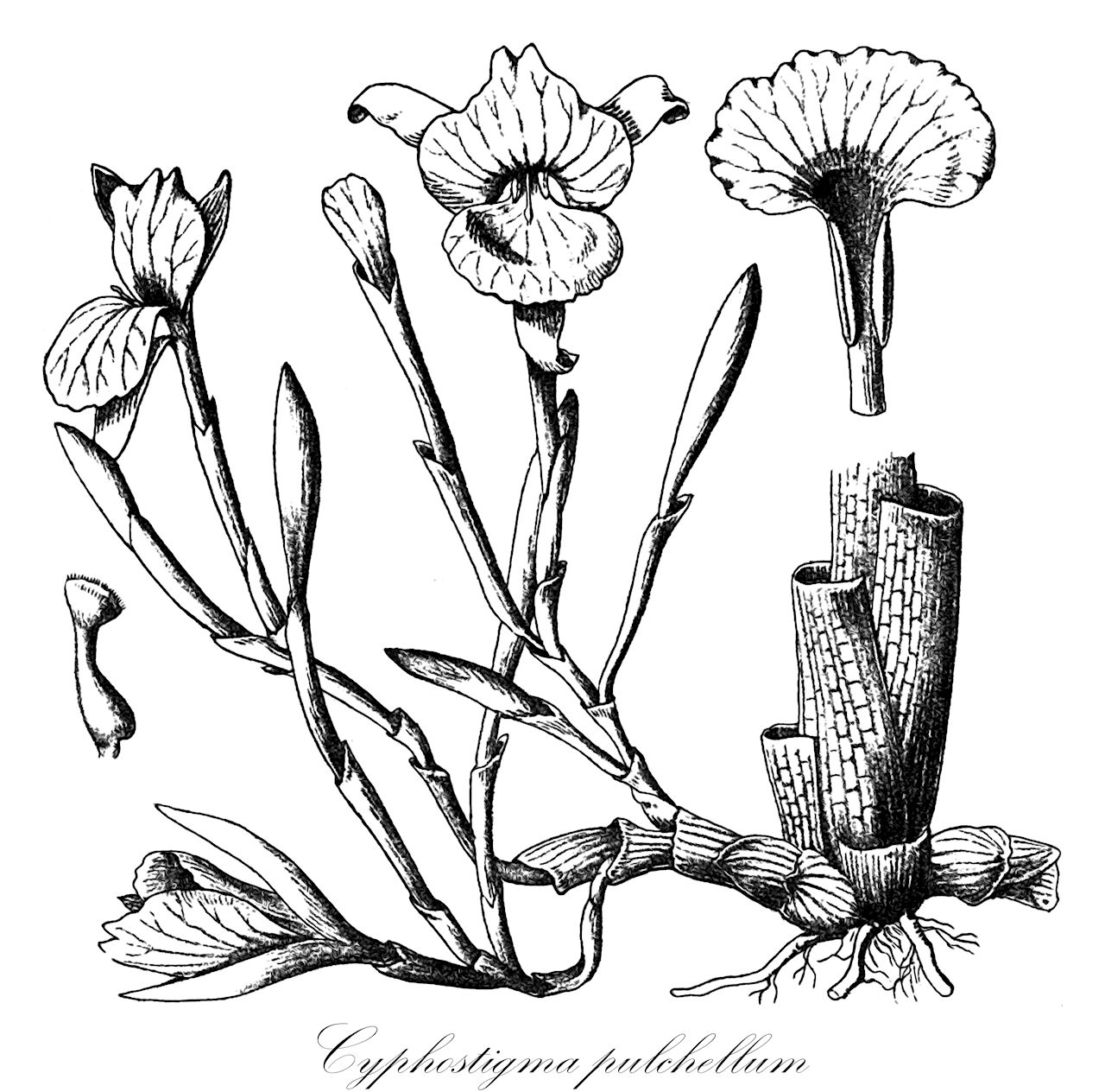 Cyphostigma pulchellum - Zingiberaceae,Plantae,Pteridobiotina,Angiosperms,Zingiberales,Zingiberaceae,Alpinioideae,Alpinieae,Cyphostigma,Cyphostigma pulchellum,Amomum pulchellum