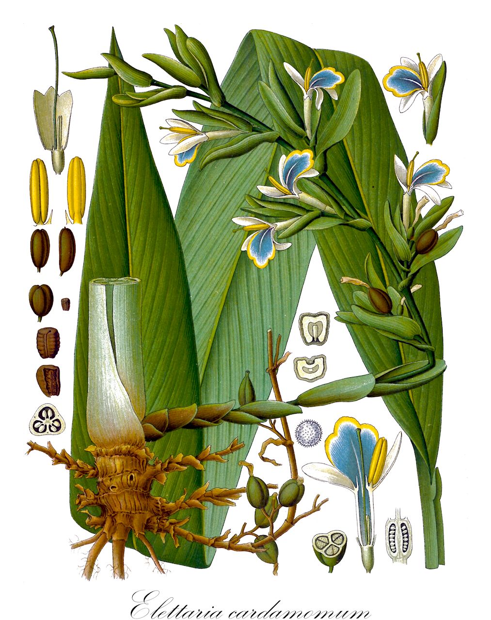 Elettaria cardamomum - Zingiberaceae,Plantae,Pteridobiotina,Angiosperms,Zingiberales,Zingiberaceae,Alpinioideae,Alpinieae,Elettaria,Elettaria cardamomum,Alpinia cardamomum, Alpinia striata, Amomum cardamomum, Amomum cardamomum, Amomum racemosum, Amomum repens, Cardamomum elletari, Cardamomum malabaricum, Cardamomum minus, Cardamomum officinale, Cardamomum verum, Elettaria cardamomum var. minor, Elettaria cardamomum var. minuscula, Elettaria repens, Matonia cardamomum, Zingiber cardamomum, Zingiber minus,Kardamonpflanze;Malabar-Kardamon