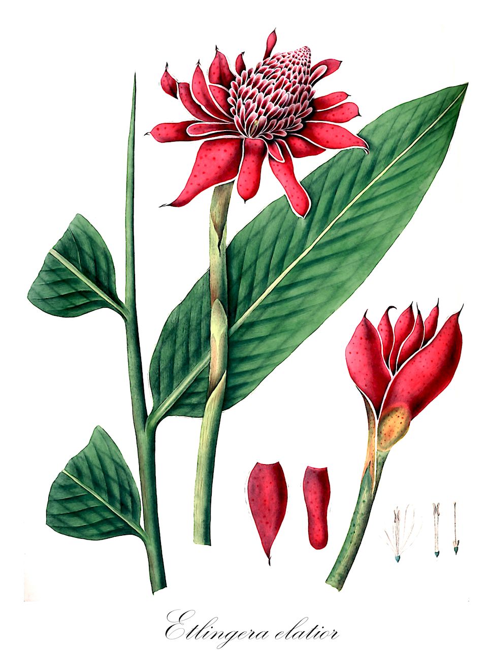 Etlingera elatior - Zingiberaceae,Plantae,Pteridobiotina,Angiosperms,Zingiberales,Zingiberaceae,Alpinioideae,Alpinieae,Etlingera,Etlingera elatior,Achasma yunnanensis, Alpinia acrostachya, Alpinia diracodes, Alpinia elatior, Alpinia javanica, Alpinia magnifica, Alpinia speciosa, Amomum magnificum, Bojeria magnifica, Cardamomum magnificum, Cardamomum speciosum, Diracodes javanica, Elettaria speciosa, Geanthus speciosus, Hornstedtia imperialis, Nicolaia elatior, Nicolaia imperialis, Nicolaia intermedia, Nicolaia magnifica, Nicolaia speciosa, Phaeomeria imperialis, Phaeomeria magnifica, Phaeomeria magnifica, Phaeomeria speciosa