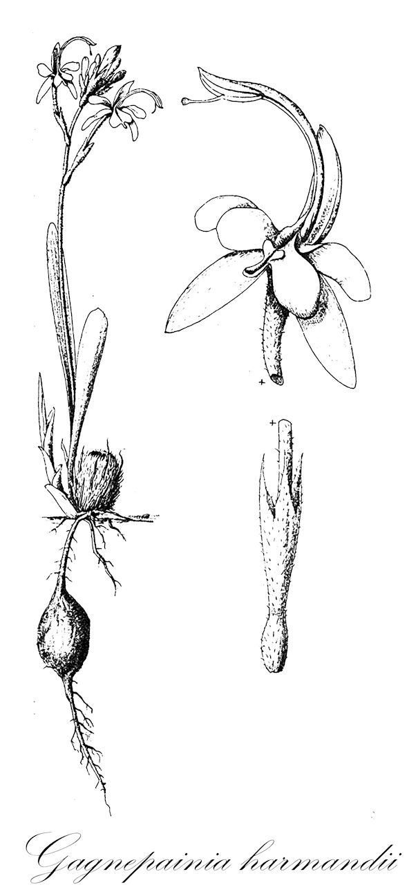 Gagnepainia harmandii - Zingiberaceae,Plantae,Pteridobiotina,Angiosperms,Zingiberales,Zingiberaceae,Zingiberoideae,Globbeae,Gagnepainia,Gagnepainia harmandii,Gagnepainia thoreliana, Hemiorchis harmandii, Hemiorchis thoreliana