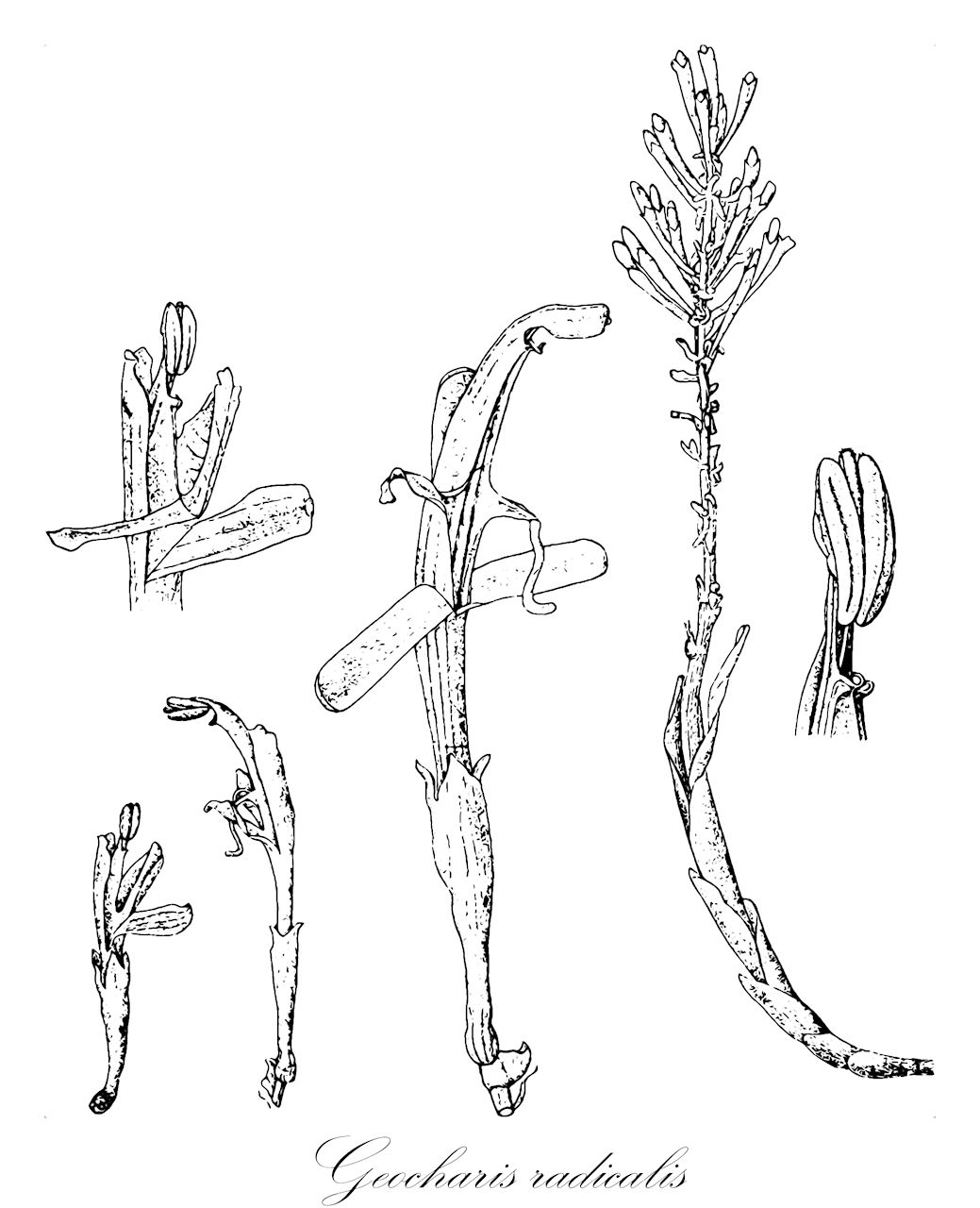 Geocharis radicalis - Zingiberaceae,Plantae,Pteridobiotina,Angiosperms,Zingiberales,Zingiberaceae,Alpinioideae,Alpinieae,Geocharis,Geocharis radicalis,Rhynchanthus radicalis
