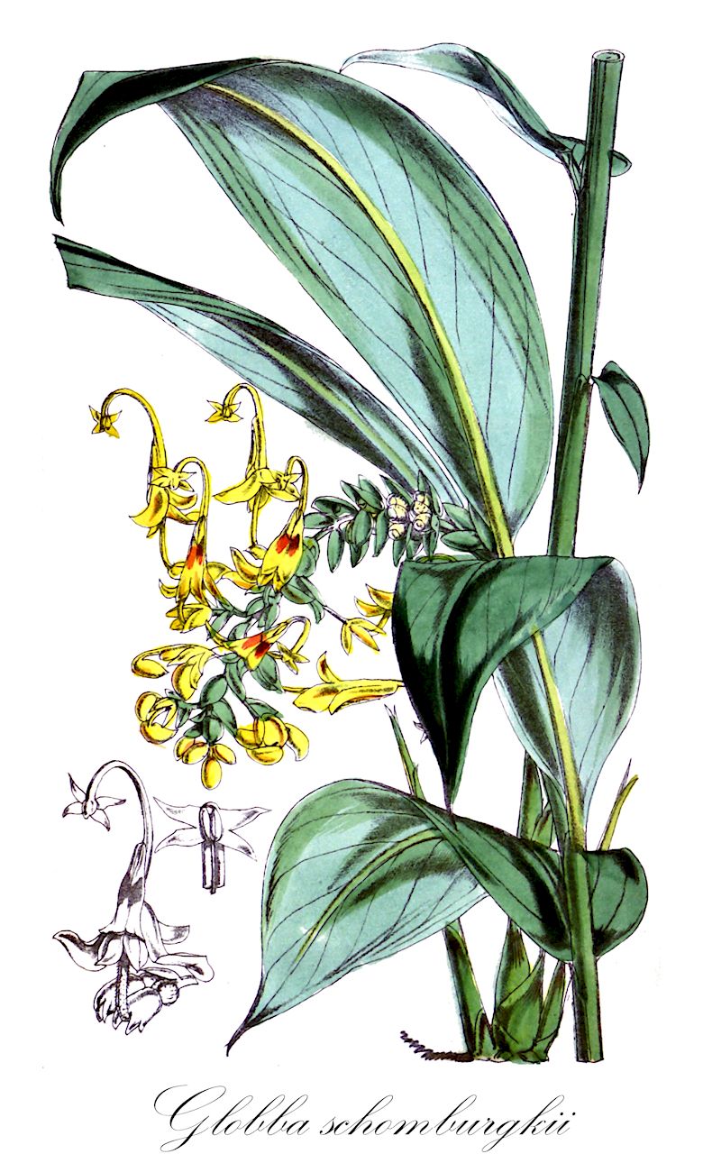 Globba schomburgkii - Zingiberaceae,Plantae,Pteridobiotina,Angiosperms,Zingiberales,Zingiberaceae,Zingiberoideae,Globbeae,Globba,Globba subgen. Globba,Globba sect. Globba,Globba schomburgkii,Globba chinensis, Globba globulifera
