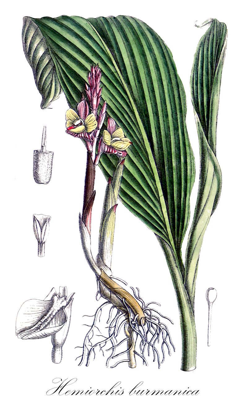 Hemiorchis burmanica - Zingiberaceae,Plantae,Pteridobiotina,Angiosperms,Zingiberales,Zingiberaceae,Zingiberoideae,Globbeae,Hemiorchis,Hemiorchis burmanica