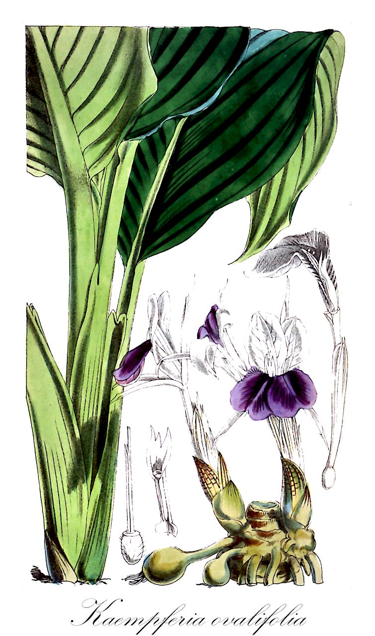 Kaempferia ovalifolia - Zingiberaceae,Plantae,Pteridobiotina,Angiosperms,Zingiberales,Zingiberaceae,Zingiberoideae,Zingibereae,Kaempferia,Kaempferia ovalifolia