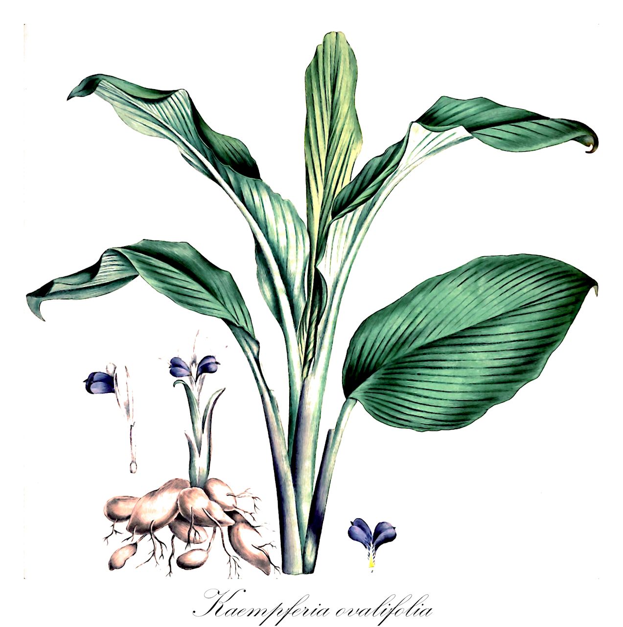 Kaempferia ovalifolia - Zingiberaceae,Plantae,Pteridobiotina,Angiosperms,Zingiberales,Zingiberaceae,Zingiberoideae,Zingibereae,Kaempferia,Kaempferia ovalifolia