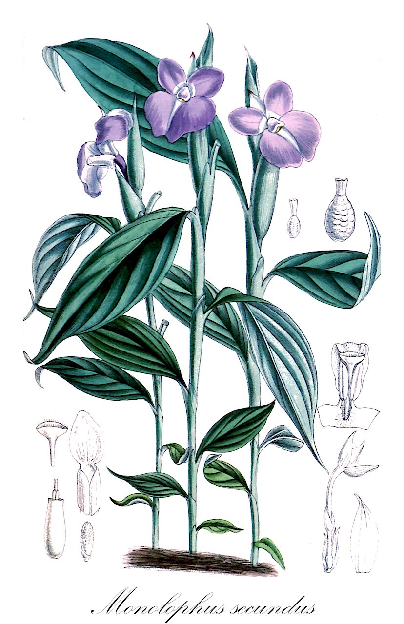 Monolophus secundus - Zingiberaceae,Plantae,Pteridobiotina,Angiosperms,Zingiberales,Zingiberaceae,Zingiberoideae,Zingibereae,Monolophus,Monolophus secundus,Caulokaempferia secunda, Costus secundus, Kaempferia secunda