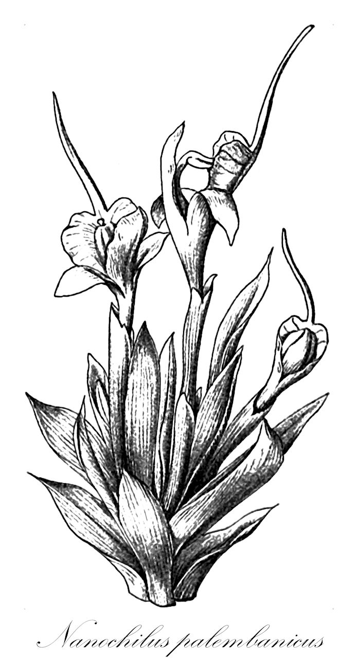 Nanochilus palembanicus - Zingiberaceae,Plantae,Pteridobiotina,Angiosperms,Zingiberales,Zingiberaceae,Zingiberoideae,Zingibereae,Nanochilus,Nanochilus palembanicus,Hedychium palembanicum