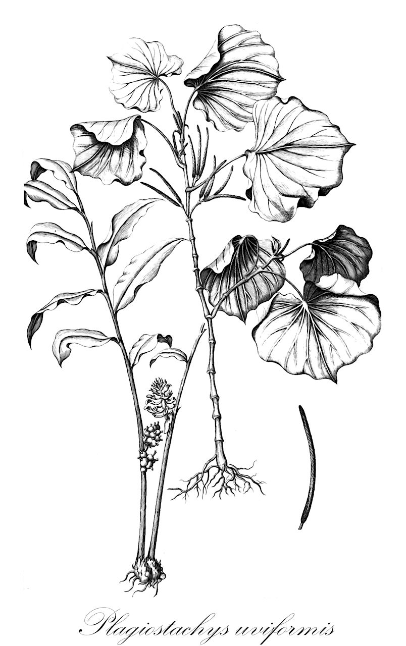 Plagiostachys uviformis - Zingiberaceae,Plantae,Pteridobiotina,Angiosperms,Zingiberales,Zingiberaceae,Alpinioideae,Alpinieae,Plagiostachys,Plagiostachys uviformis,Alpinia annabellae, Alpinia uviformis, Globba uviformis, Languas uviformis