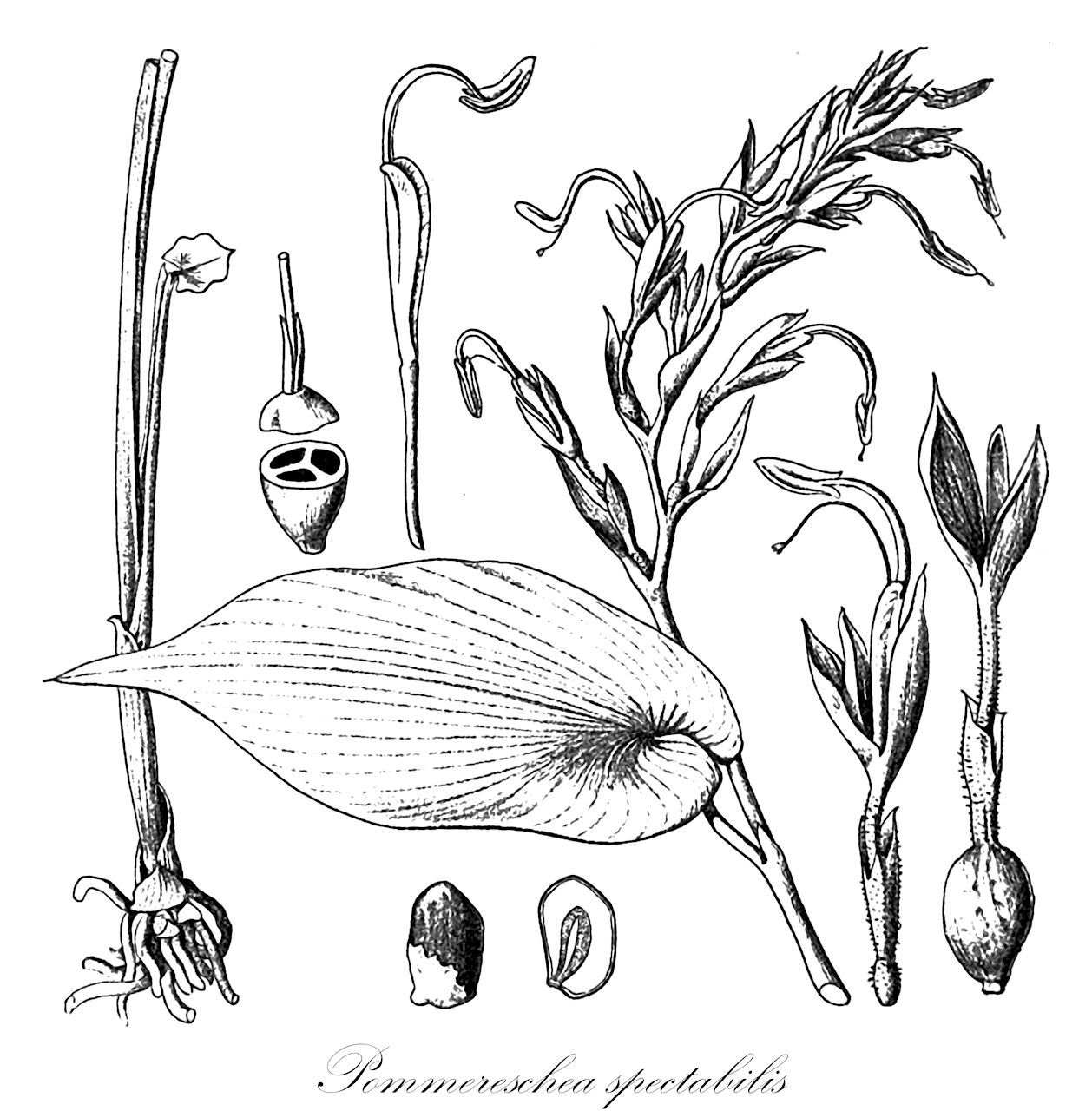 Pommereschea spectabilis - Zingiberaceae,Plantae,Pteridobiotina,Angiosperms,Zingiberales,Zingiberaceae,Alpinioideae,Alpinieae,Pommereschea,Pommereschea spectabilis,Croftia spectabilis