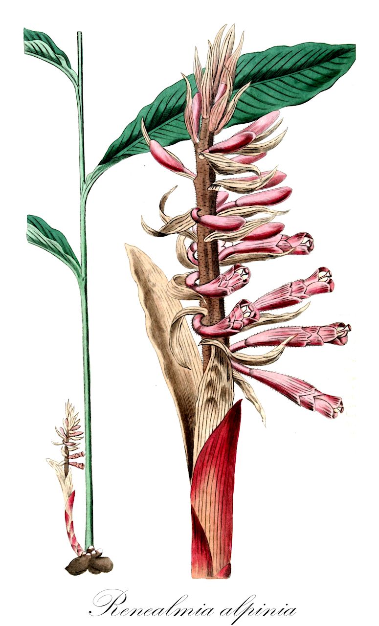 Renealmia alpinia - Zingiberaceae,Plantae,Pteridobiotina,Angiosperms,Zingiberales,Zingiberaceae,Alpinioideae,Alpinieae,Renealmia,Renealmia alpinia,Alpinia bicalyculata, Alpinia exaltata, Alpinia macrantha, Alpinia pacoseroca, Alpinia renealmia, Alpinia tubulata, Amomum alpinia, Amomum renealmia, Amomum repens, Ethanium bracteosum, Ethanium exaltatum, Ethanium macranthum, Ethanium pacoseroca, Gethyra tubulata, Renealmia bracteosa, Renealmia coelobractea, Renealmia exaltata, Renealmia exaltata var. gracilis, Renealmia foliosa, Renealmia goyazensis, Renealmia lativagina, Renealmia macrantha, Renealmia occidentalis var. pacoderoca, Renealmia occidentalis var. pacoseroca, Renealmia pacoseroca, Renealmia raja, Renealmia rubroflava