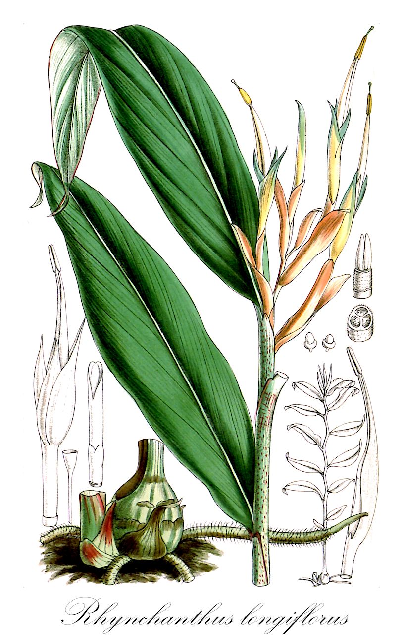 Rhynchanthus longiflorus - Zingiberaceae,Plantae,Pteridobiotina,Angiosperms,Zingiberales,Zingiberaceae,Alpinioideae,Alpinieae,Rhynchanthus,Rhynchanthus longiflorus,Rhynchanthus beesianus, Rhynchanthus johnianus, Rhynchanthus wiesemannianus