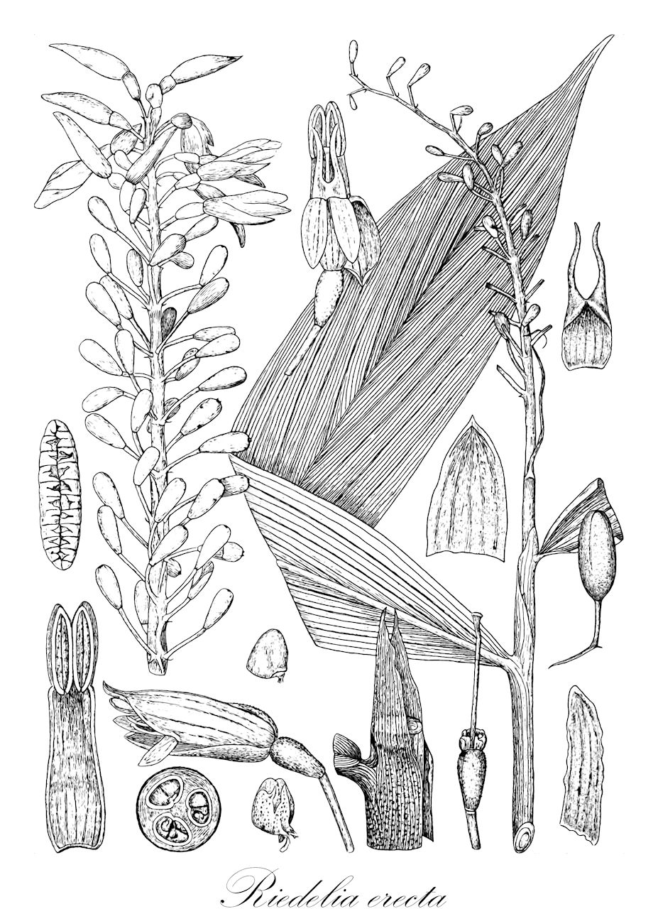 Riedelia erecta - Zingiberaceae,Plantae,Pteridobiotina,Angiosperms,Zingiberales,Zingiberaceae,Alpinioideae,Riedelieae,Riedelia,Riedelia erecta