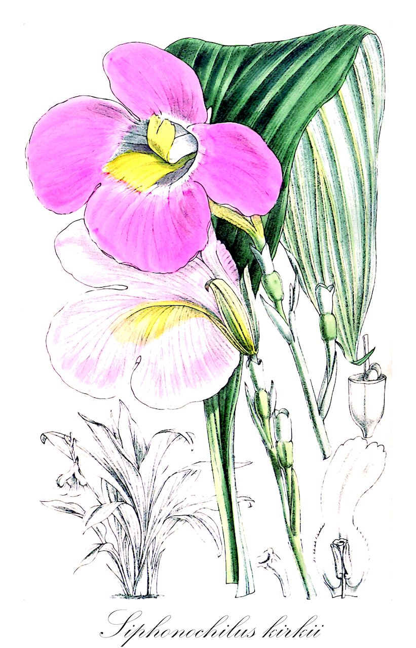 Siphonochilus kirkii - Zingiberaceae,Plantae,Pteridobiotina,Angiosperms,Zingiberales,Zingiberaceae,Siphonochiloideae,Siphonochileae,Siphonochilus,Siphonochilus kirkii,Cienkowskia kirkii, Cienkowskiella kirkii, Kaempferia carsonii, Kaempferia decora, Kaempferia kirkii, Kaempferia kirkii var. elatior, Kaempferia montagui, Kaempferia pallida, Kaempferia rosea, Siphonochilus carsonii, Siphonochilus decorus