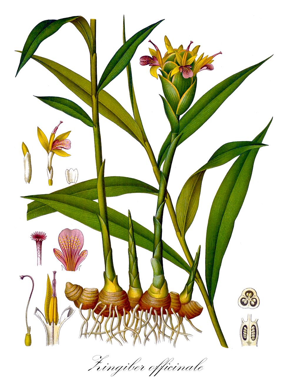 Zingiber officinale - Zingiberaceae,Plantae,Pteridobiotina,Angiosperms,Zingiberales,Zingiberaceae,Zingiberoideae,Zingibereae,Zingiber,Zingiber sect. Zingiber,Zingiber officinale,Amomum angustifolium, Amomum zingiber, Curcuma longifolia, Zingiber aromaticum, Zingiber blancoi, Zingiber majus, Zingiber officinale f. macrorhizonum, Zingiber officinale f. rubens, Zingiber sichuanense, Zingiber zingiber,Ingwer