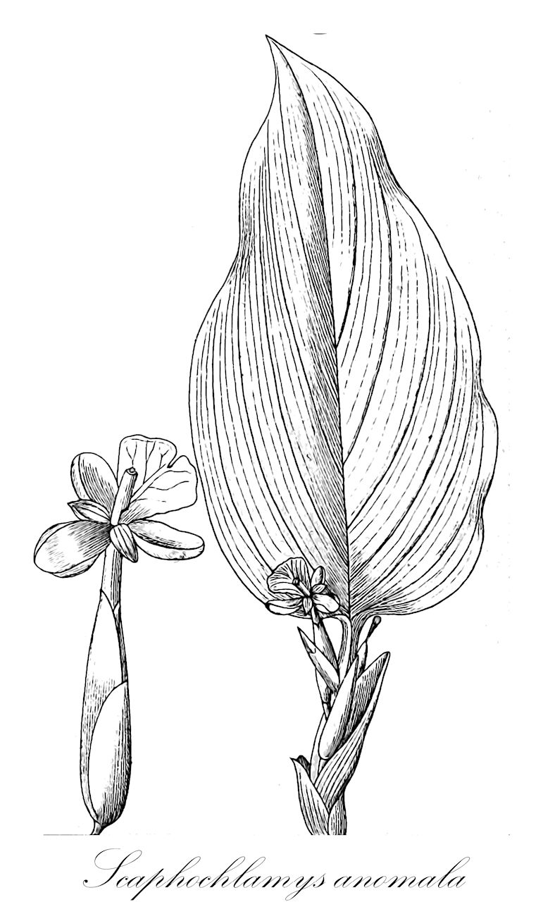 Scaphochlamys anomala - Zingiberaceae,Plantae,Pteridobiotina,Angiosperms,Zingiberales,Zingiberaceae,Zingiberoideae,Zingibereae,Scaphochlamys,Scaphochlamys anomala,Boesenbergia anomala, Gastrochilus anomalus, Gastrochilus hallieri, Kaempferia anomala