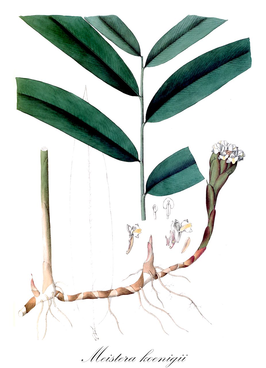 Meistera koenigii - Zingiberaceae,Plantae,Pteridobiotina,Angiosperms,Zingiberales,Zingiberaceae,Alpinioideae,Alpinieae,Meistera,Meistera koenigii,Amomum corynostachyum, Amomum koenigii, Cardamomum corynostachyum, Cardamomum koenigii, Meistera amomum, Zingiber corynostachyum