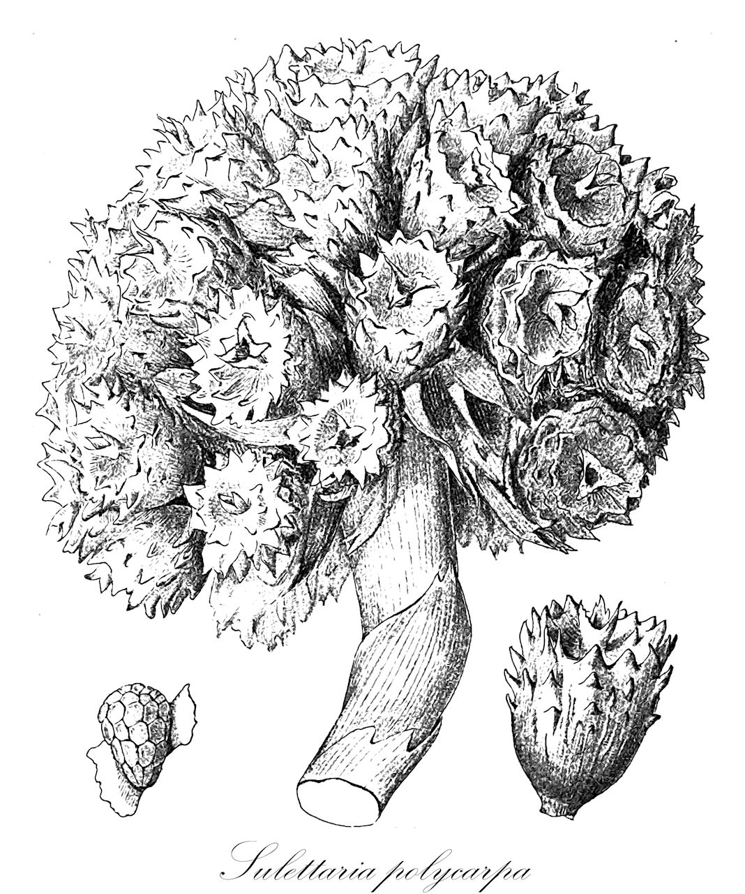 Sulettaria polycarpa - Zingiberaceae,Plantae,Pteridobiotina,Angiosperms,Zingiberales,Zingiberaceae,Alpinioideae,Alpinieae,Sulettaria,Sulettaria polycarpa,Alpinia polycarpa, Amomum dimorphum, Amomum polycarpum, Languas polycarpa, Plagiostachys polycarpa