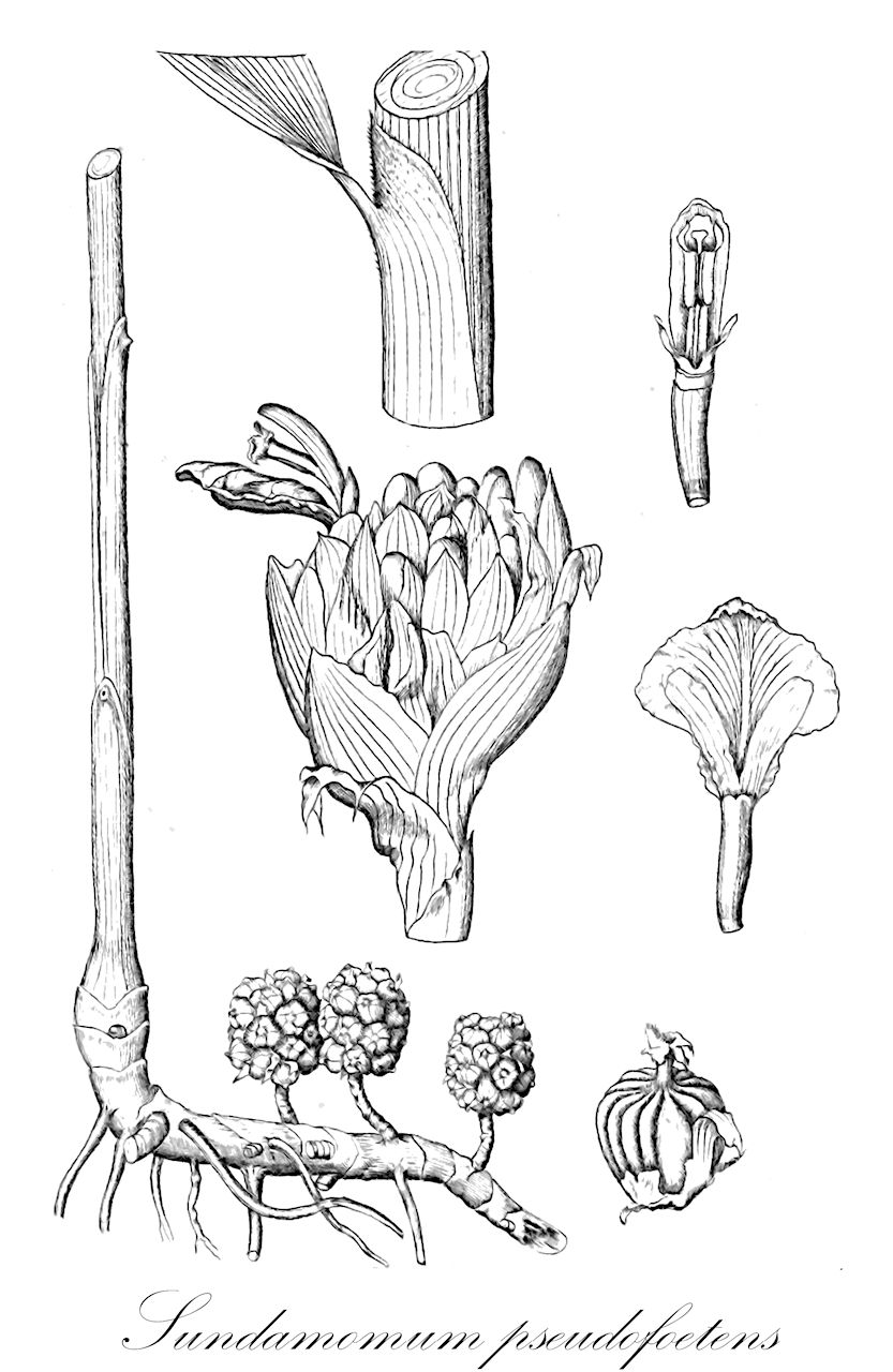 Sundamomum pseudofoetens - Zingiberaceae,Plantae,Pteridobiotina,Angiosperms,Zingiberales,Zingiberaceae,Alpinioideae,Alpinieae,Sundamomum,Sundamomum pseudofoetens,Amomum pseudofoetens