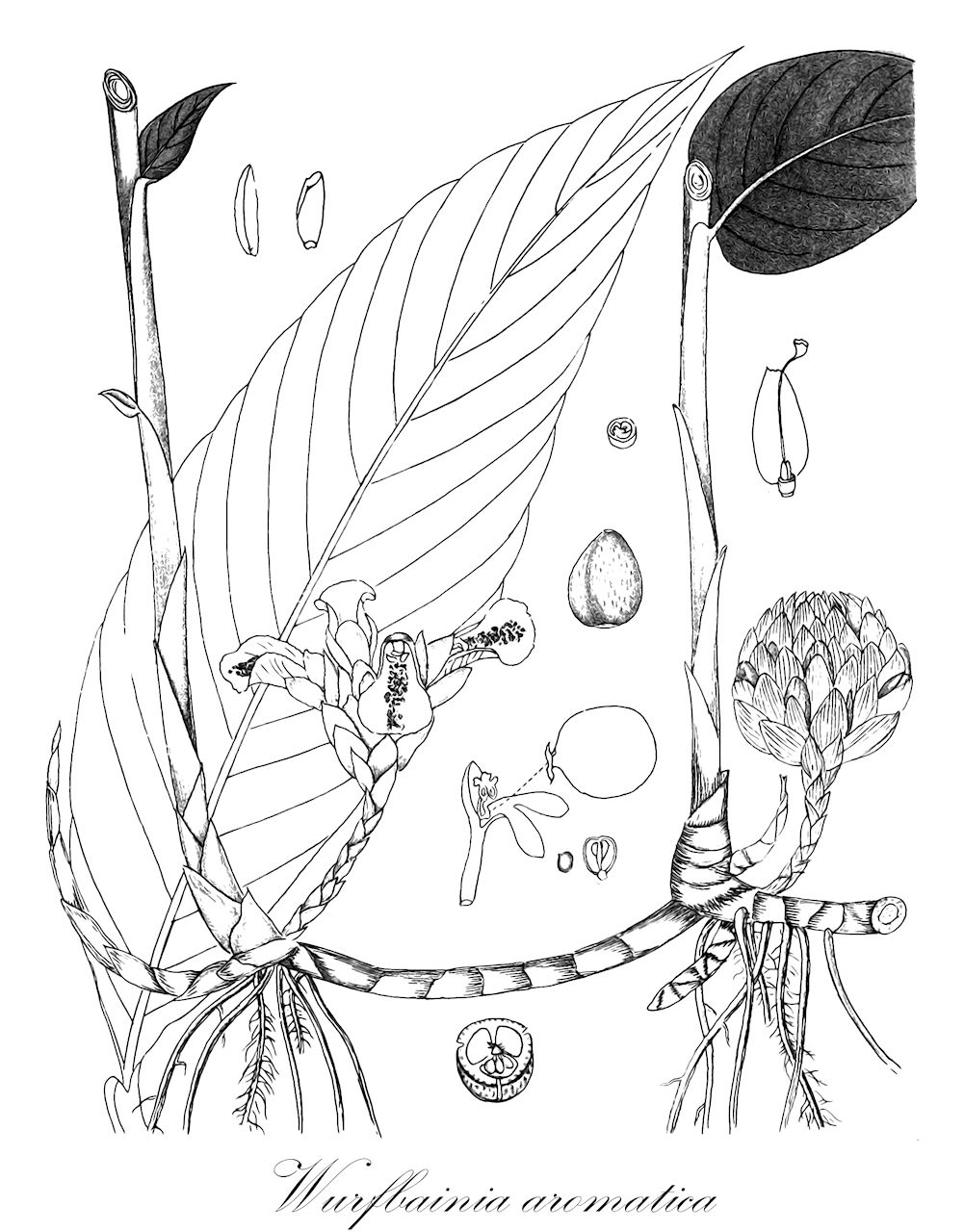 Wurfbainia aromatica - Zingiberaceae,Plantae,Pteridobiotina,Angiosperms,Zingiberales,Zingiberaceae,Alpinioideae,Alpinieae,Wurfbainia,Wurfbainia aromatica,Alpinia fasciculata, Amomum aromaticum, Amomum fasciculatum, Cardamomum aromaticum, Geocallis fasciculata, Renealmia fasciculata