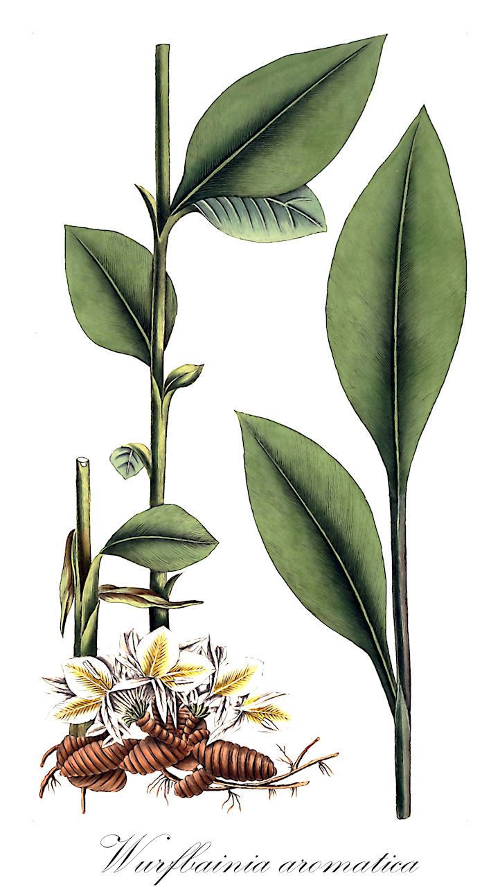 Wurfbainia aromatica - Zingiberaceae,Plantae,Pteridobiotina,Angiosperms,Zingiberales,Zingiberaceae,Alpinioideae,Alpinieae,Wurfbainia,Wurfbainia aromatica,Alpinia fasciculata, Amomum aromaticum, Amomum fasciculatum, Cardamomum aromaticum, Geocallis fasciculata, Renealmia fasciculata