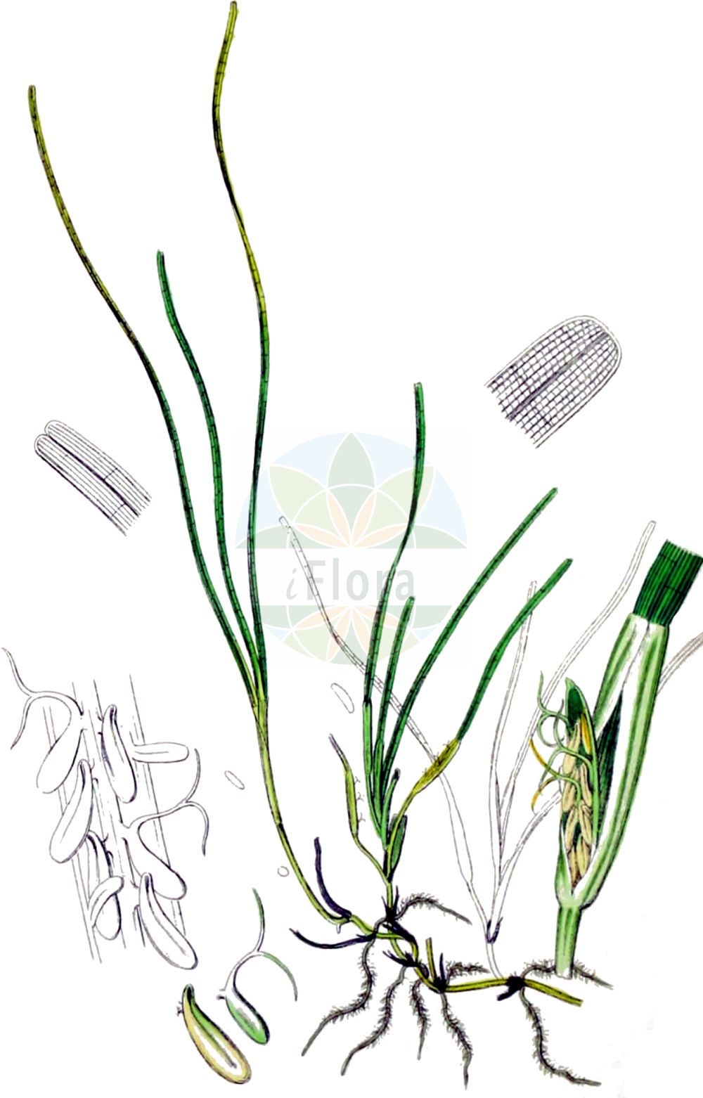 Zostera noltii - Zosteraceae,Plantae,Pteridobiotina,Angiosperms,Alismatales,Zosteraceae,Zostera,Zostera noltii,Nanozostera noltei, Phucagrostis minor, Zostera emarginata, Zostera minor, Zostera nana, Zostera nana var. latifolia, Zostera nodosa, Zostera pumila, Zostera trinervis, Zostera uninervis,Zwerg-Seegras;Zwerg-Seegras;dwarf eelgrass;zostère de Nolte;zostère naine;hierba de mar;barisin;aliga piccola;klein zeegras;sebarrinha;взморник малый;bodur denizotu;zosterë;algueró;algueró nan;patuljasta svilina;dvärgbandtång;zostera drobna;mala morska trava;дребна морска трева;dvergålegras