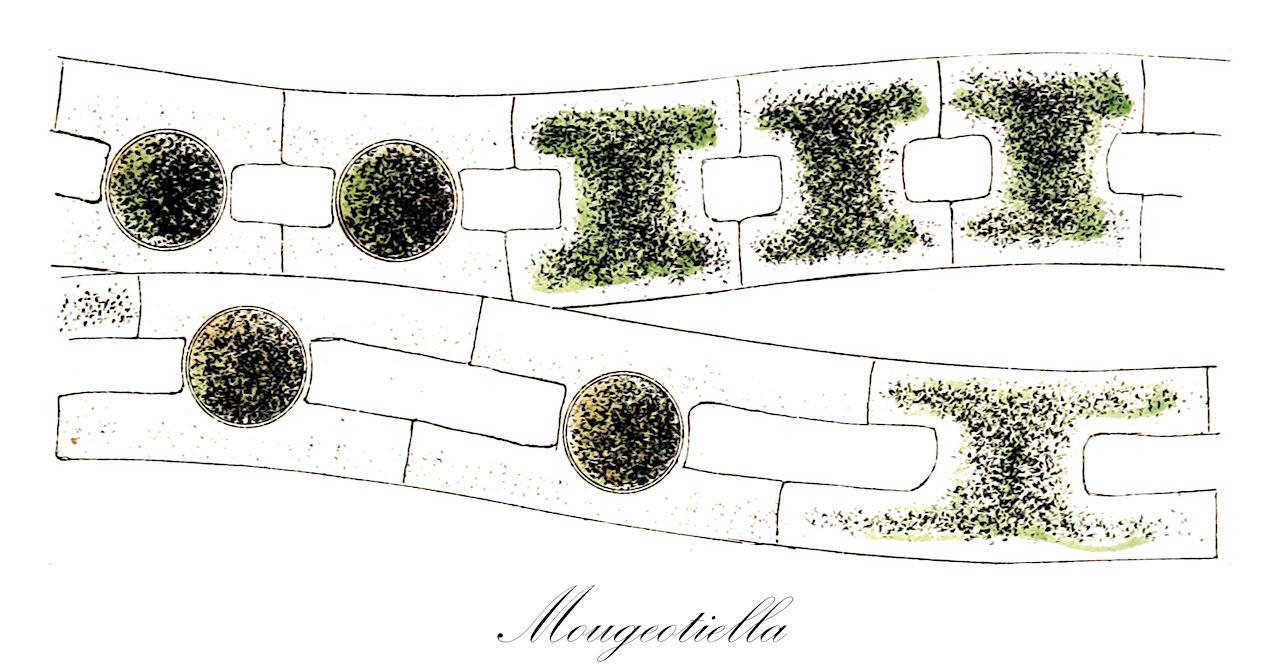 Mougeotiella - Zygnemataceae,Biota,Plantae,Charophyta,Conjugatophyceae,Zygnematales,Zygnemataceae,Mougeotiella