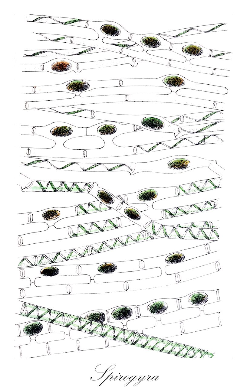 Spirogyra - Zygnemataceae,Biota,Plantae,Charophyta,Conjugatophyceae,Zygnematales,Zygnemataceae,Spirogyra,Conjugata, Degagnya, Jugalis
