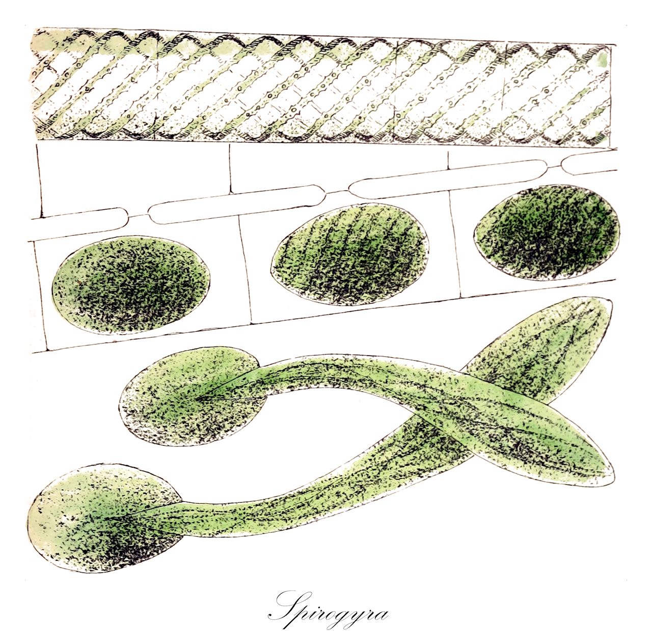Spirogyra - Zygnemataceae,Biota,Plantae,Charophyta,Conjugatophyceae,Zygnematales,Zygnemataceae,Spirogyra,Conjugata, Degagnya, Jugalis