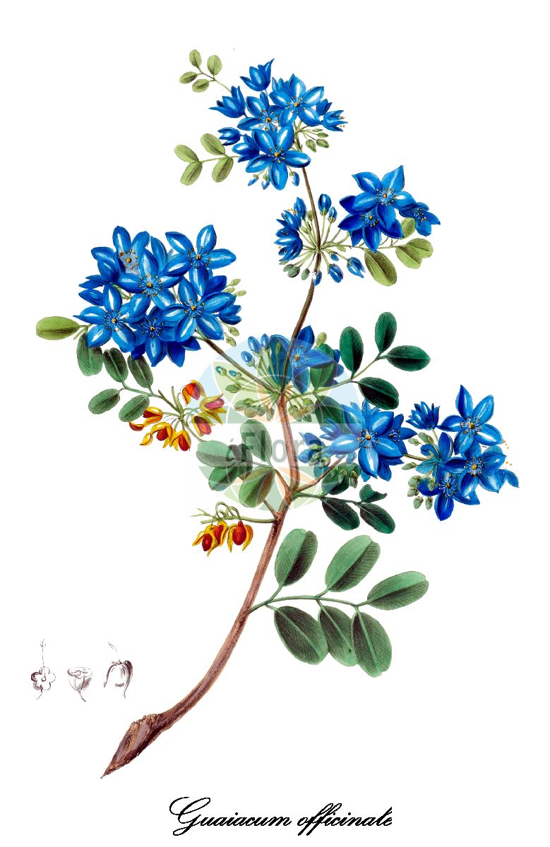 Guaiacum officinale - Zygophyllaceae,Plantae,Pteridobiotina,Angiosperms,Zygophyllales,Zygophyllaceae,Guaiacum,Guaiacum officinale,Guaiacum bijugum, Guaiacum breynii,Guajakbaum;Franzosenholzbaum;Guajakholzbaum;Pockholzbaum;Franzosenholz;Guajakabaum;Pockholz
